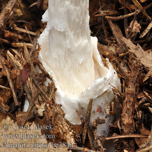 Amanita virosa be3844