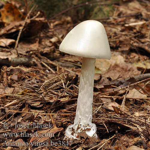 Amanita virosa be3847