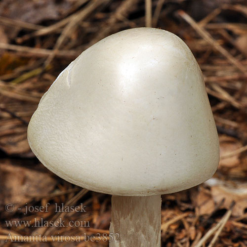 Amanita virosa be3852