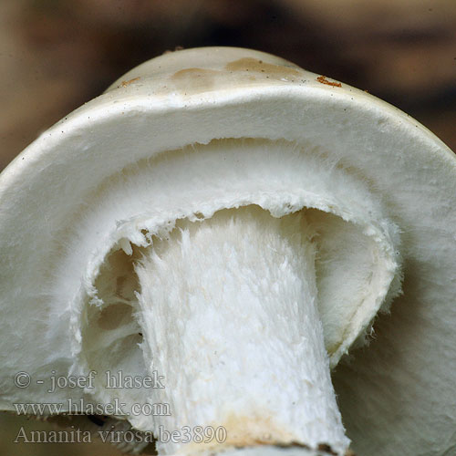 Muchotrávka končistá Amanita virosa European Destroying angel