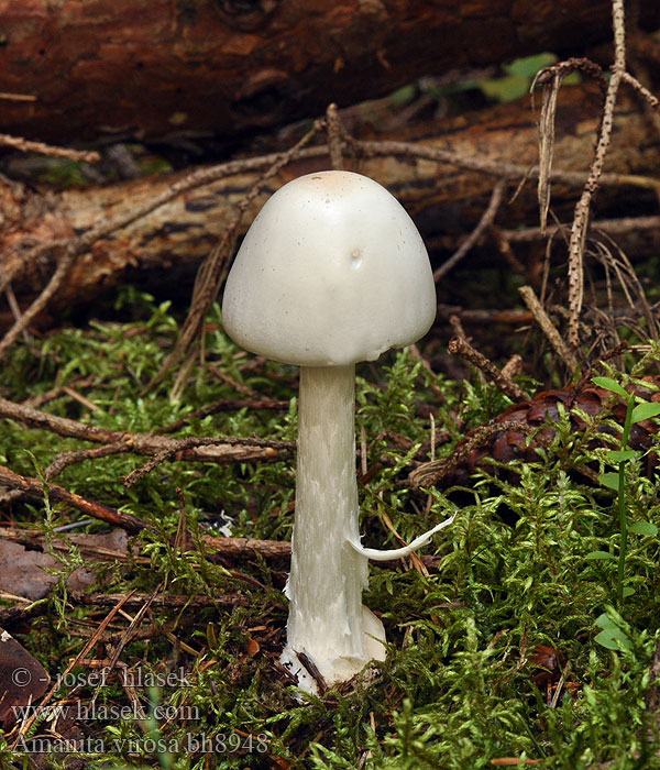 Amanita virosa Muchomůrka jízlivá