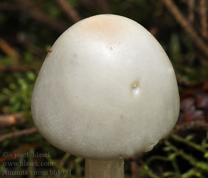 Amanita virosa Kegelhütiger Knollenblätterpilz