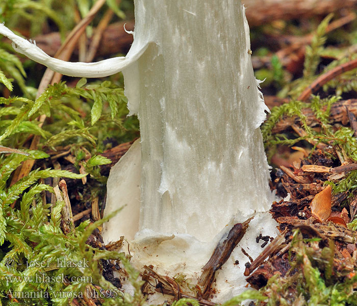 Amanita virosa Amanite vireuse Baltā mušmire