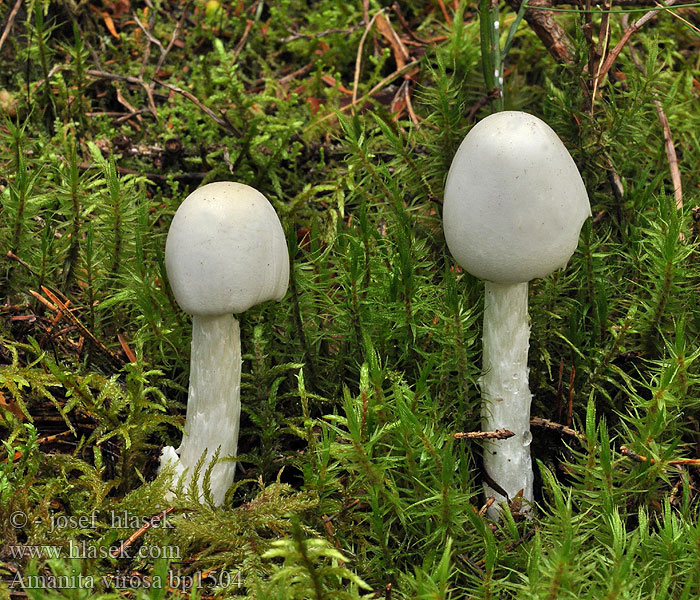 Amanita virosa Smailiakepurė musmirė Hegyeskalapú galóca