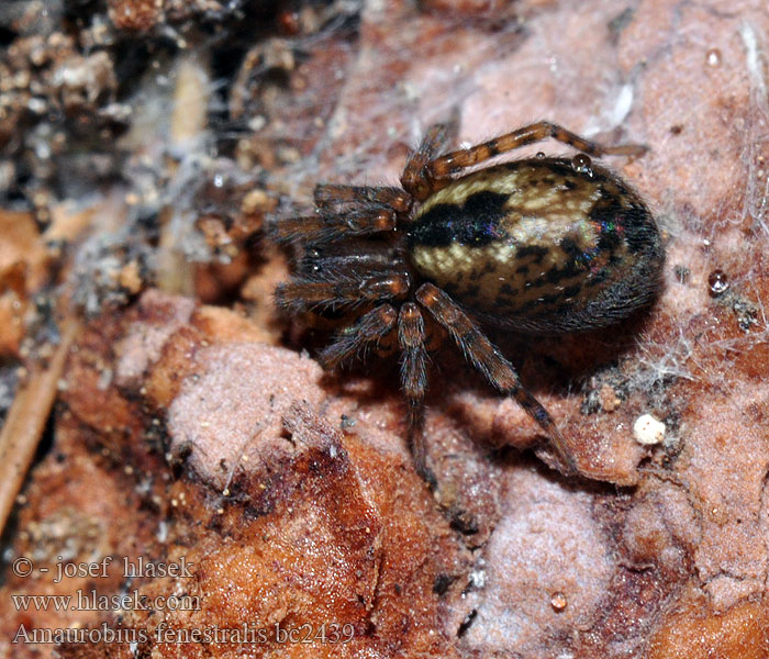 Amaurobius fenestralis Cedivka podkorní Fensterspinne