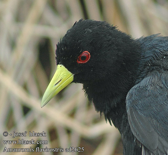 Amaurornis flavirostris flavirostra African Black Crake Sort Rørvagtel Marouette noire