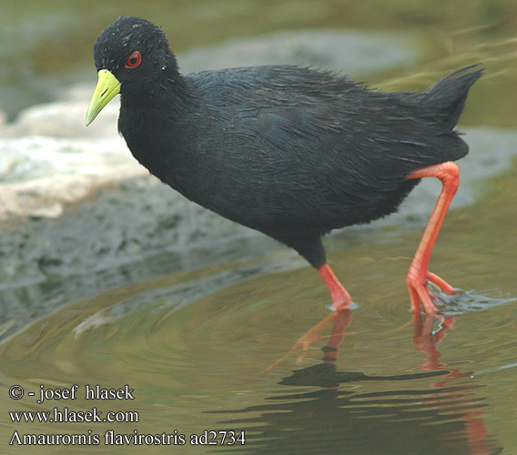 Zwart porseleinhoen Schiribilla nera africana Mohrensumpfhuhn Mohrenralle