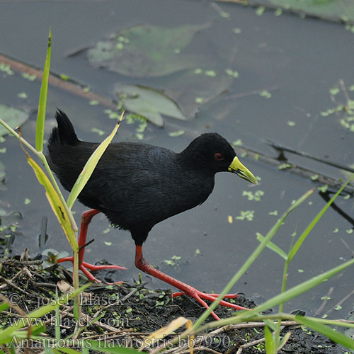 Kara Suyelvesi Svartrikse Amaurornis flavirostris flavirostra