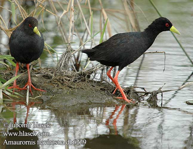 African Black Crake Sort Rørvagtel Marouette noire Râle bec jaune