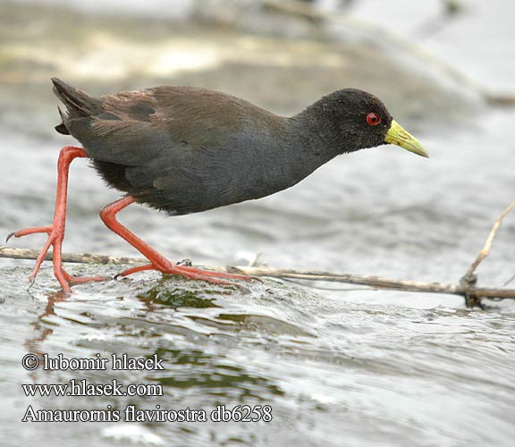 African Black Crake Sort Rørvagtel Marouette noire Râle bec jaune