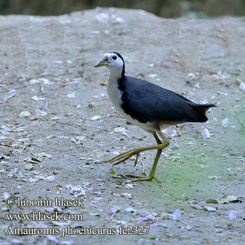 Amaurornis phoenicurus White-breasted Waterhen Chřástal běloprsý