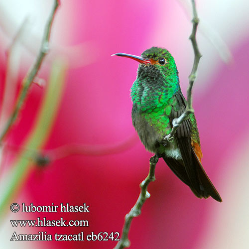 Kolibřík rezavoocasý Rufous-tailed Hummingbird Ariane ventre gris