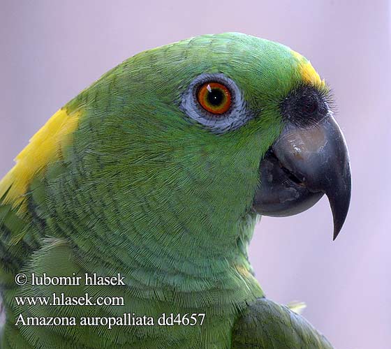 Amazona auropalliata Amazonan žlutokrký Yellow-naped Parrot Gelbnackenamazone Gulnakket Amazone Loro Nuca Amarilla Lora Keltaniska-amatsoni Amazone nuque d'or Amazzone corona gialla キビタイボウシインコ Amazonka żółtoszyja Gulnakket amason