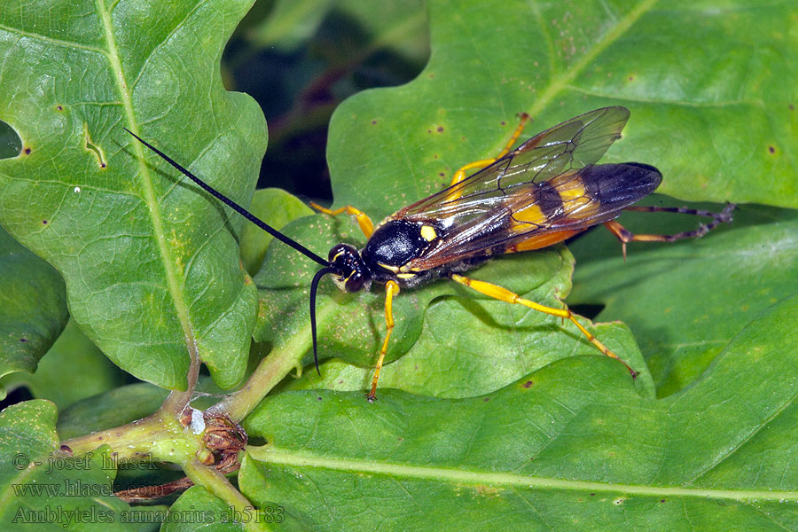 Amblyteles armatorius Lumek ozbrojený Gelbe Schlupfwespe