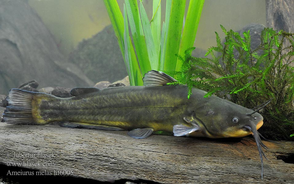 Ameiurus melas Black bullhead Sumeček černý