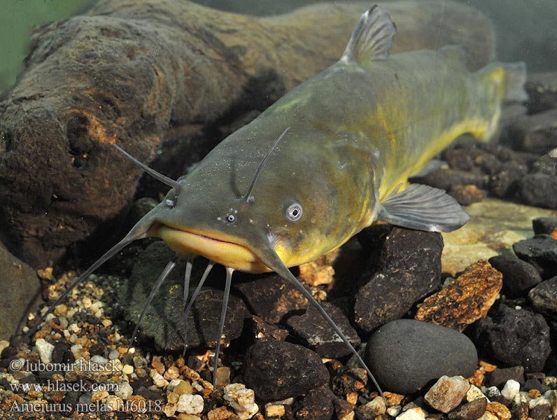 Ameiurus melas Schwarzer Zwergwels Sumik czarny