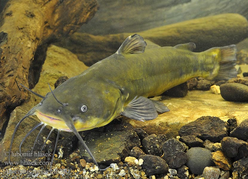 Ameiurus melas Zwarte dwergmeerval Svart dvärgmal