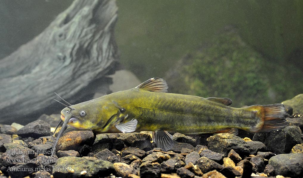 Ameiurus melas Schwarzer Zwergwels