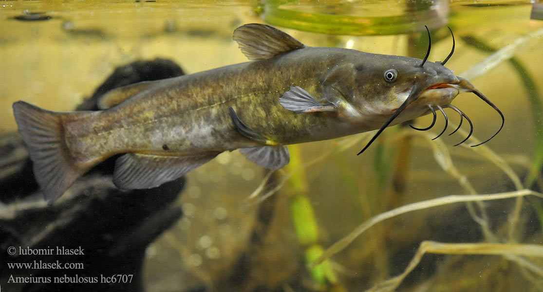 Ameiurus nebulosus Brown bullhead