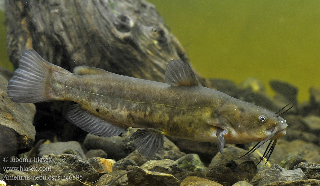 Сомік амерыканскі Ameiurus nebulosus