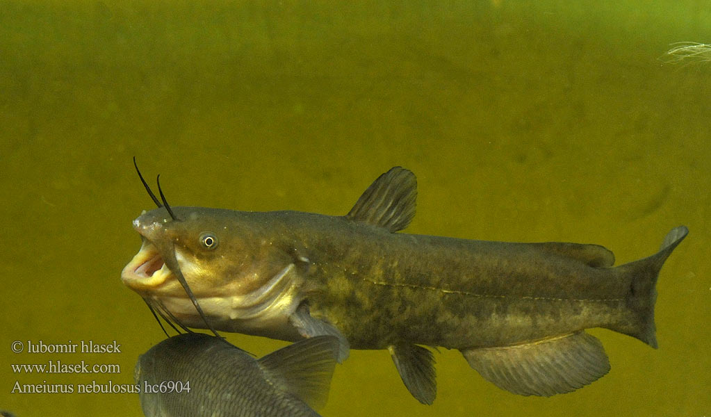 Brown bullhead Американский сомик