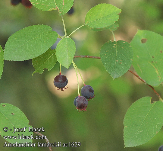 Amelanchier lamarckii ac1629