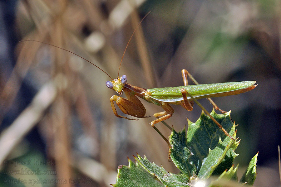 Ameles spallanzania European dwarf mantis