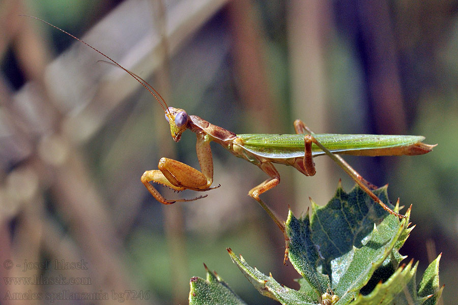 Kleine Fangschrecke European dwarf mantis Ameles spallanzania