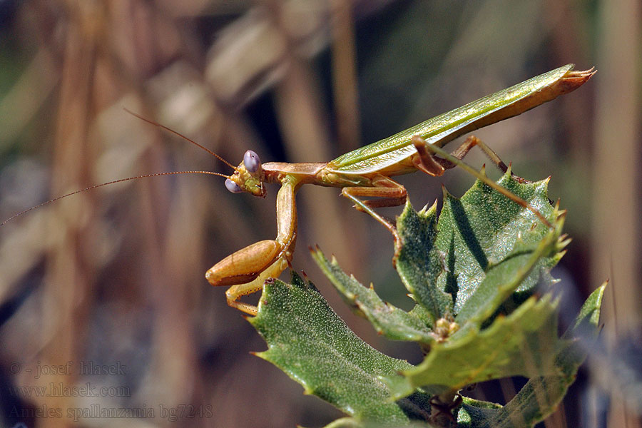 Mante d'Étrurie Ameles spallanzania