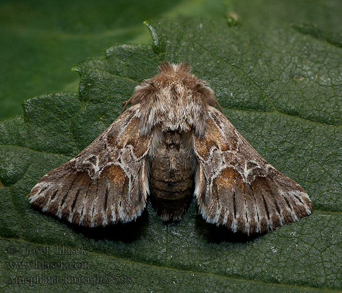 Amephana aurita Cléophane radiée