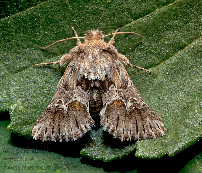 Amephana aurita Cléophane radiée