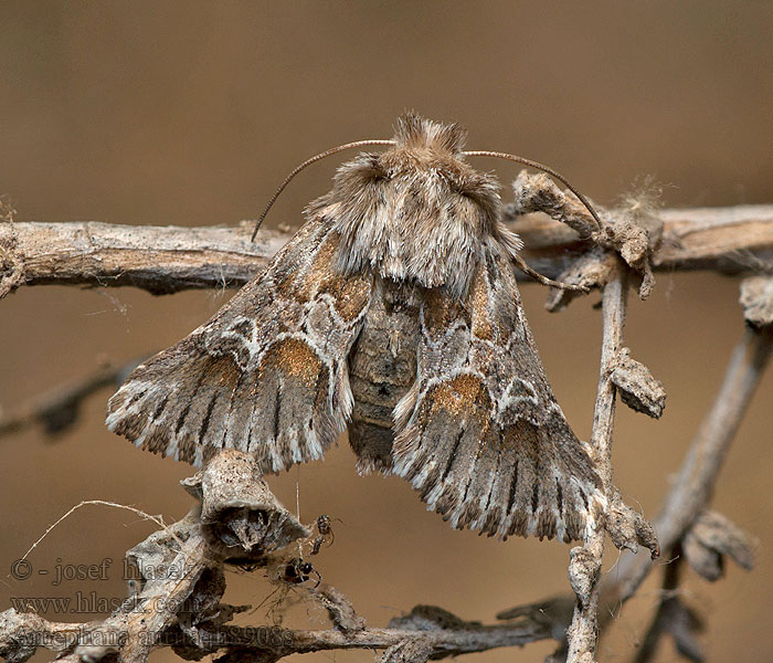 Amephana aurita Cléophane radiée