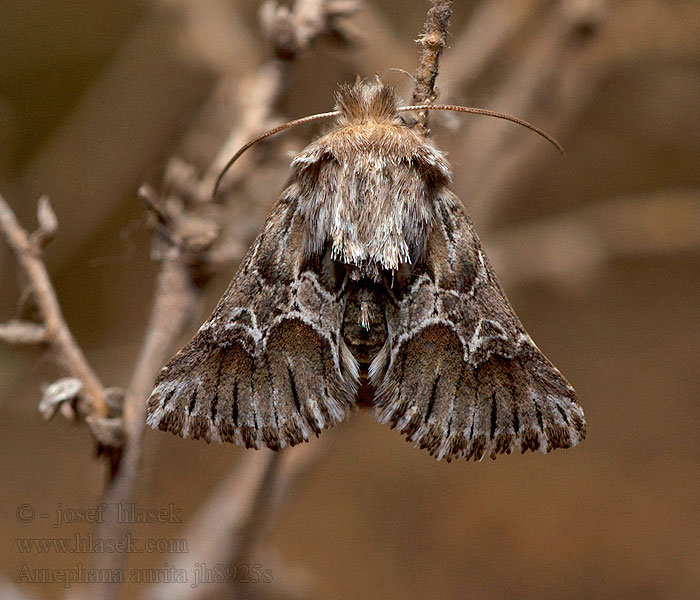 Amephana aurita Cléophane radiée