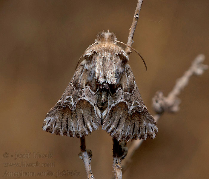 Amephana aurita Cléophane radiée