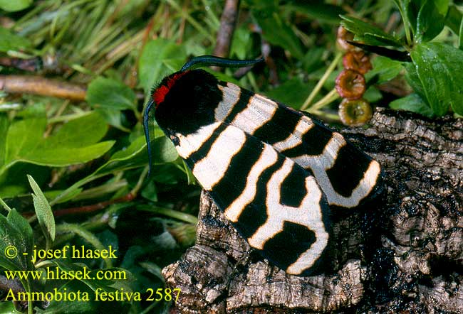 Arctia festiva Eucharia Ammobiota Hebe Tiger Moth Přástevník pryšcový