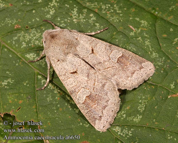 Ammoconia caecimacula Mora smolničková Gratt höstfly