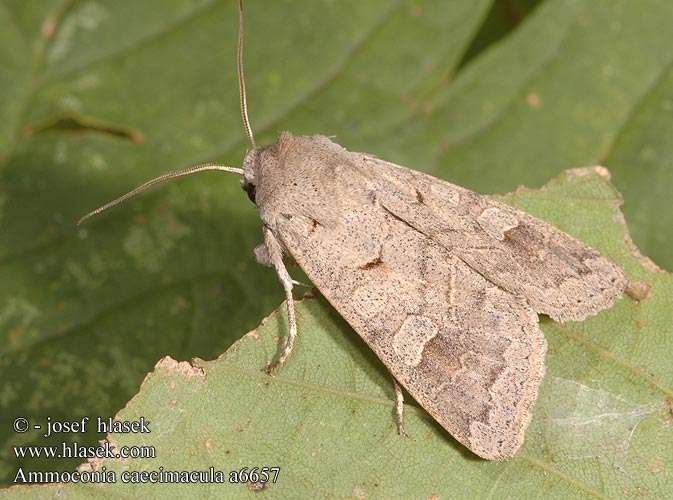 Ammoconia caecimacula Pudderfly Tervakkoyökkönen Nazomeruil