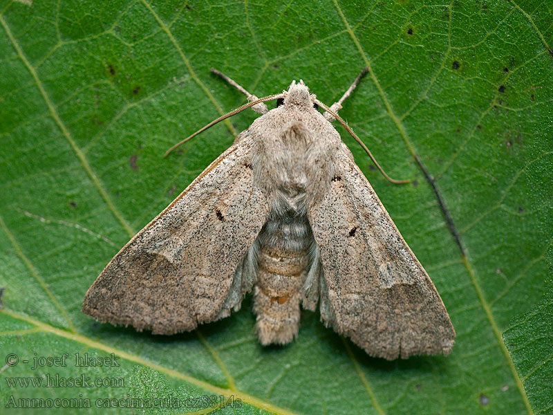 Ammoconia caecimacula