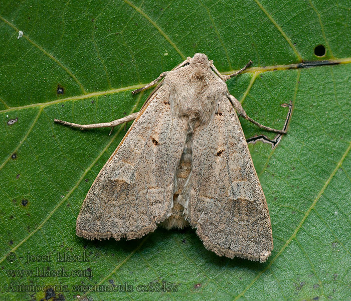 Ammoconia caecimacula