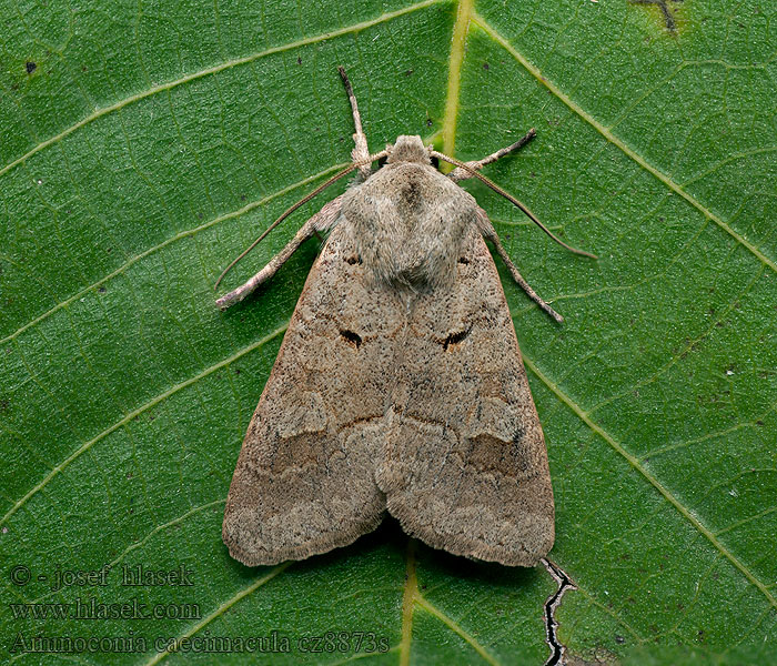 Ammoconia caecimacula