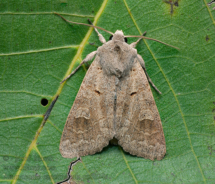 Ammoconia caecimacula