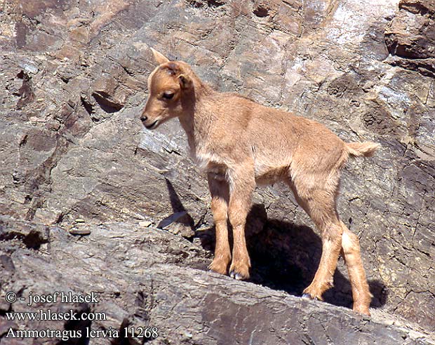 Muflone montagna capra berbera Sörényes juh Mähnenspringer Mähnenschaf