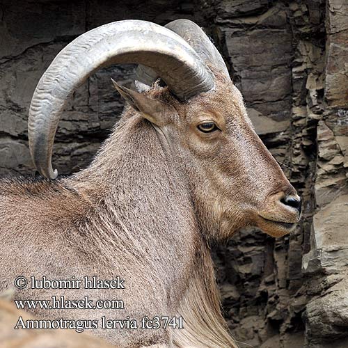 Barbary Sheep Mouflon manchettes Manenschaap Muflone montagna