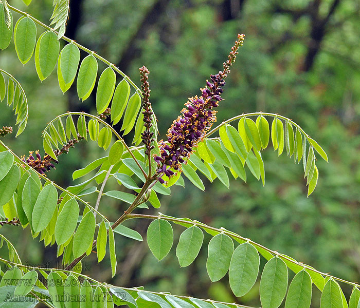 Amorpha nitens