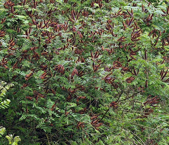 Amorpha nitens