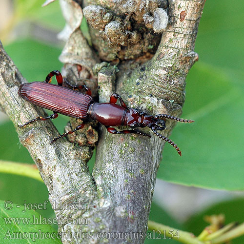 Amorphocephalus coronatus Долготел средиземноморский