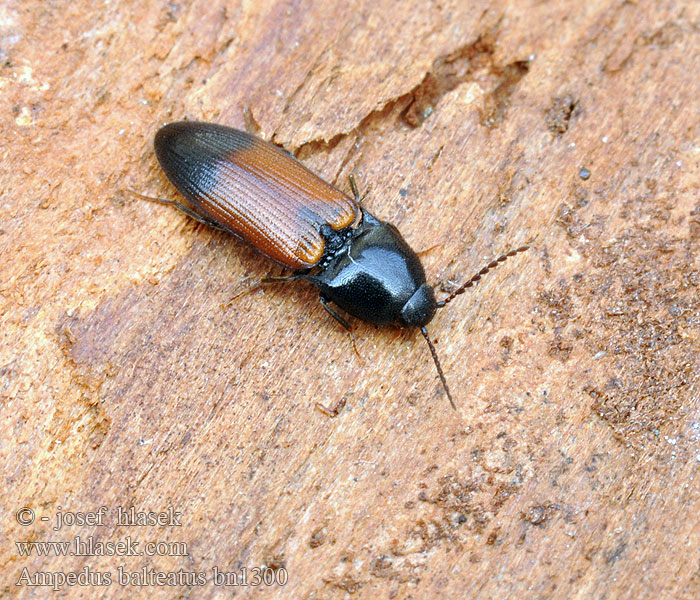 Ampedus balteatus Gegürtelte Schnellkäfer