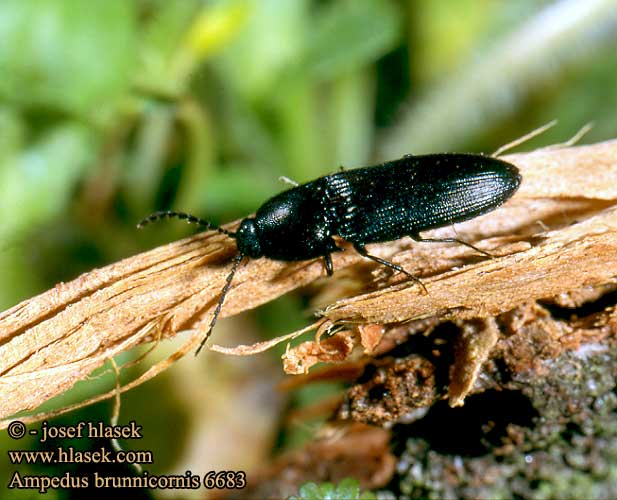 Ampedus brunnicornis Click beetle Skovsmælder Schnellkäfer Kovařík fontisbellaquei