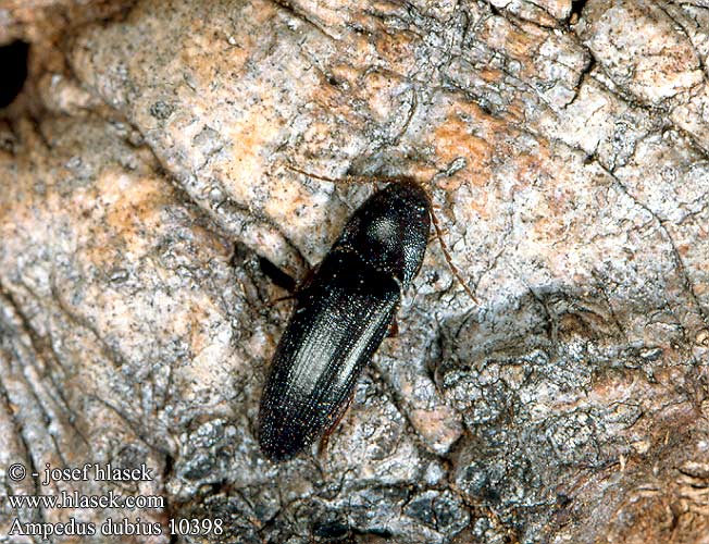 Ampedus dubius Click beetle Skovsmælder Schnellkäfer Kovařík Eksavknäppare Brachygonus dubius