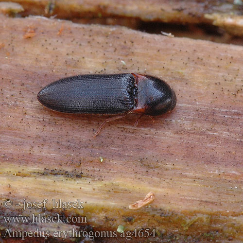 Ampedus erythrogonus Click beetle Liden skovsmælder